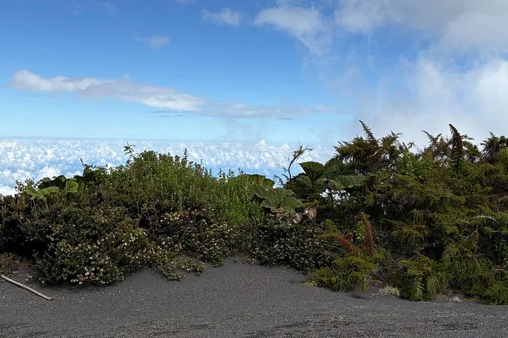 Üppige grüne Vegetation auf dunklem Vulkanboden über den Wolken.